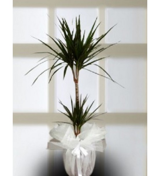 marginata